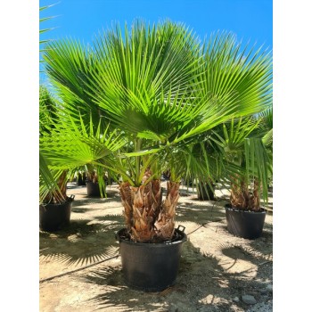 Washingtonia robusta multi troncos CT M (J/V) -5º/-8º